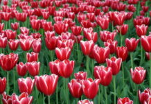 Le bulbose 784 0 097 Le bulbose